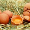 イギリスで生卵が全面解禁に！妊婦も赤ちゃんも「たまごかけご飯」が安心して食べられる！